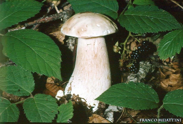 Boletus edulis var.personii